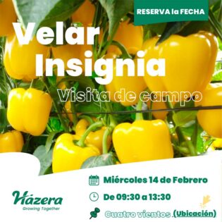 Pimiento Velar e Insignia de Hazera