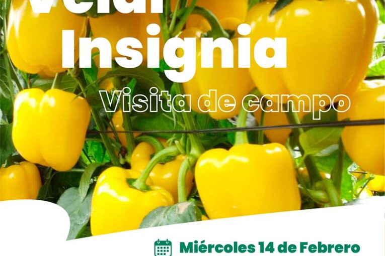 Día 14 de febrero. Jornada de california amarillo de Hazera