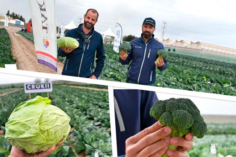 Takii ya compite en brócoli con Pacífico y consolida a Crokii como col semiplana