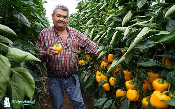 El agricultor almeriense Juan Antonio Sánchez Ruiz con el california amarillo tardío de Syngenta / agroautentico.com