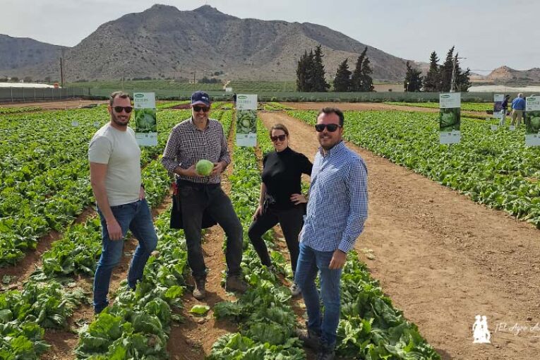 Vilmorin hace más grande su oferta de lechuga iceberg y mini romana