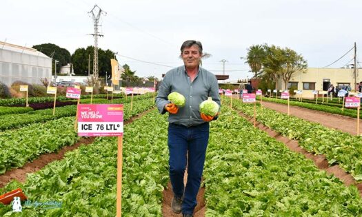 De vuelta al mercado de iceberg con resistencias completas a bremia-noticias-agroautentico.com