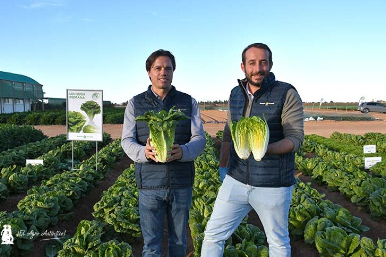 Más resistencias a bremia y fusarium en las nuevas lechugas de Ramiro Arnedo