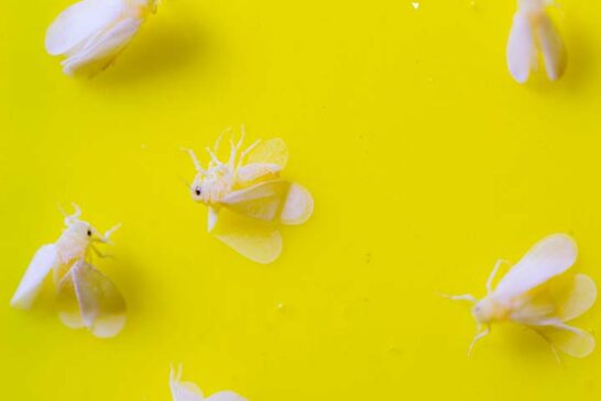 Un nuevo estudio evalúa la longevidad de Eremicus para controlar la mosca blanca ante el cambio climático