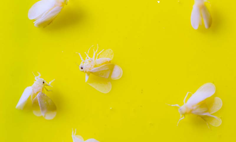 Un nuevo estudio evalúa la longevidad de Eremicus para controlar la mosca blanca ante el cambio climático-noticias-agroautentico.com