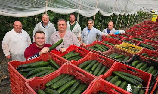 Pepino Helsinki de Semillas Fitó en Almería / agroautentico.com
