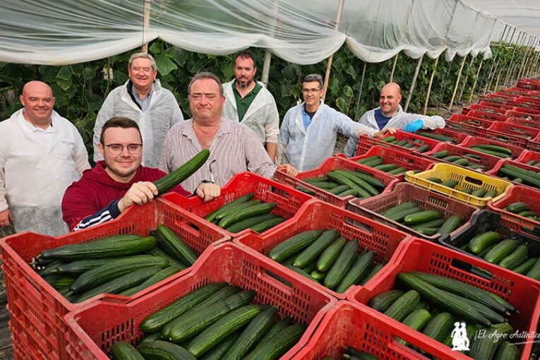 Helsinki es el pepino con más resistencias de Fitó