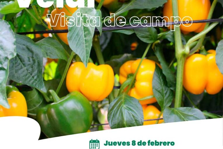 Día 8 de febrero. Jornada de pimiento amarillo de Hazera