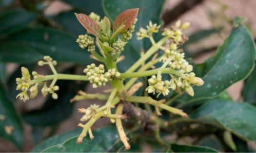 Cómo obtener una mejor floración, polinización y firmeza y menor pérdida de peso en aguacate-notiicas-agroautentico.com