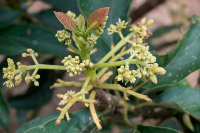 Ecoculture mitiga las etapas críticas de floración y polinización en aguacate