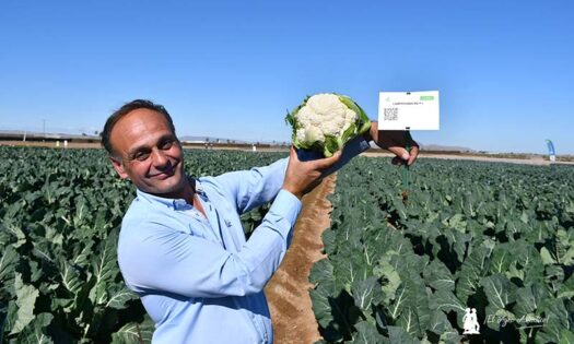 RZ adapta sus brásicas al cambio climático y hace más resistentes sus lechugas-noticias-agroautentico.com