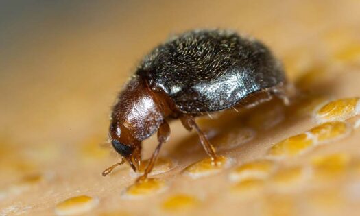 Rhyzobug, el enemigo natural de Koppert listo para controlar plagas de diaspinos-noticias-agroautentico.com