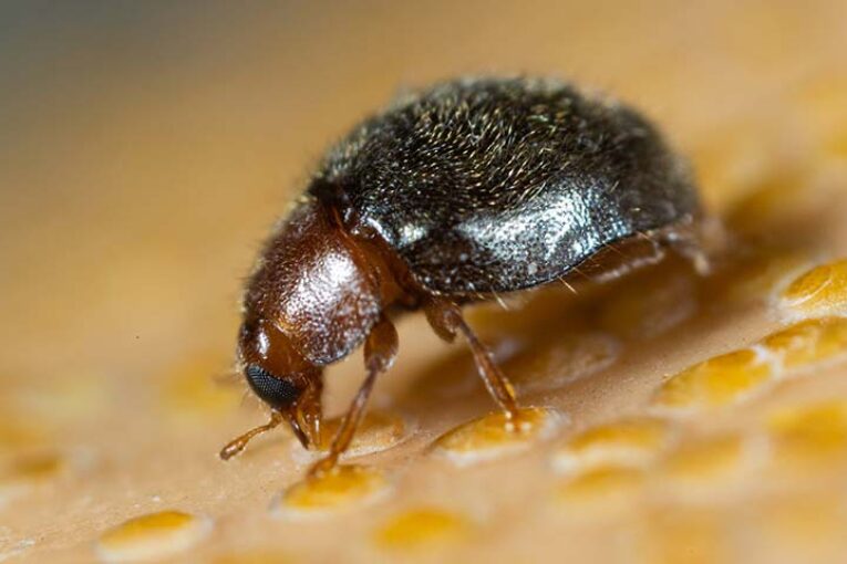 Rhyzobug, el enemigo natural de Koppert listo para controlar plagas de diaspinos