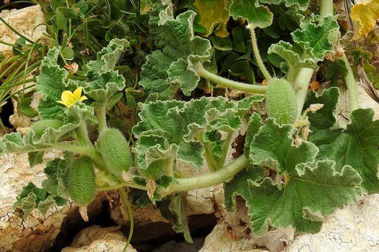 La cucurbitácea silvestre E. Elaterium no es reservorio clave para la cepa ToLCNDV-ES