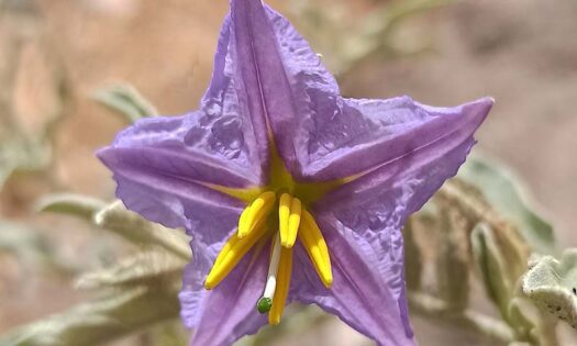 Solanum elaeagnifolium