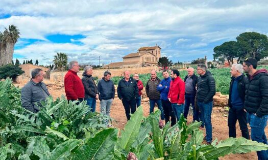 BASF | Nunhems y Ametller Origen impulsan Carxofans, el primer club de productores de alcachofa
