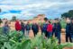 BASF | Nunhems y Ametller Origen crean el primer club de productores de alcachofa