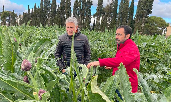 BASF | Nunhems y Ametller Origen impulsan Carxofans, el primer club de productores de alcachofa-noticias-agroautentico.com