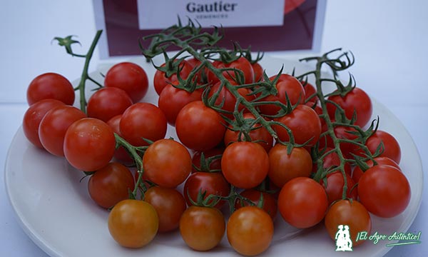 C667 es un nuevo tomate cherry redondo rama de Gautier con más sabor / agroautentico.com