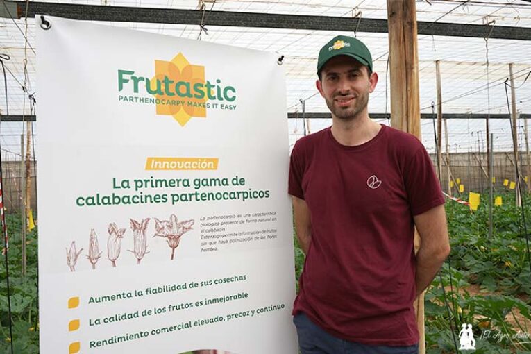 Maveric e Iconic con su partenocarpia revolucionan el cultivo de calabacín