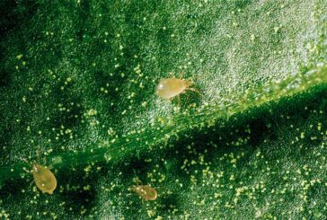 El control biológico en primavera facilita la protección frente a plagas en el próximo ciclo de invierno