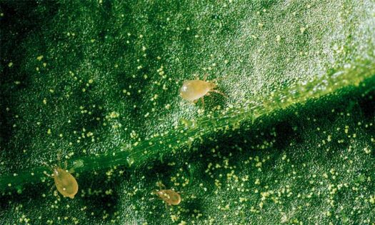 El control biológico en primavera facilita la protección frente a plagas en el próximo ciclo de invierno
