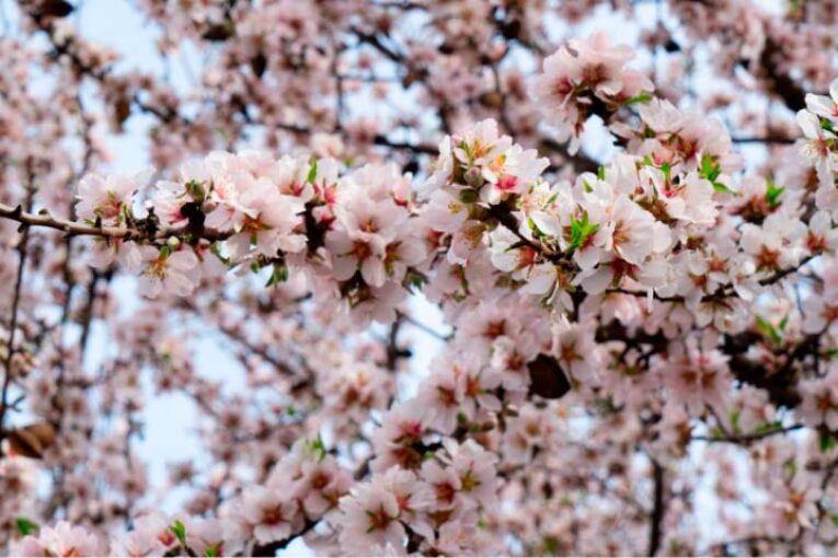 El rol de Ascophyllum nodosum, Boro y Molibdeno en floración y cuajado del almendro