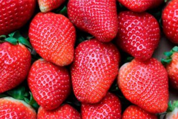 La Unió denuncia la segunda detección de fresas de Marruecos con hepatitis A en apenas unos días