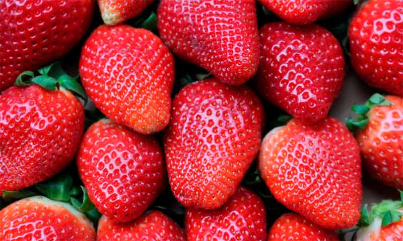 La Unió denuncia la segunda detección de fresas de Marruecos con hepatitis A en apenas unos días