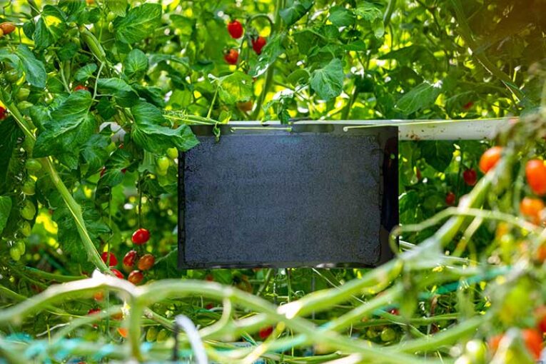 Placas negras y refuerzo con Nesi para ganar la batalla a la Tuta en tomate