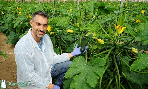 Iván Alonso con el calabacín SCVE21-844 / agroautentico.com