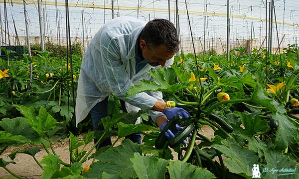 Iván Alonso con el calabacín variedad SCVE21-860 / agroautentico.com