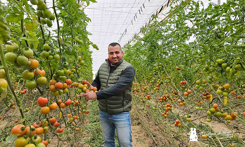 Cecilio Fernández Vargas, agricultor almeriense y productor de tomate de colgar, pan tumaca catalán / agroautentico.com