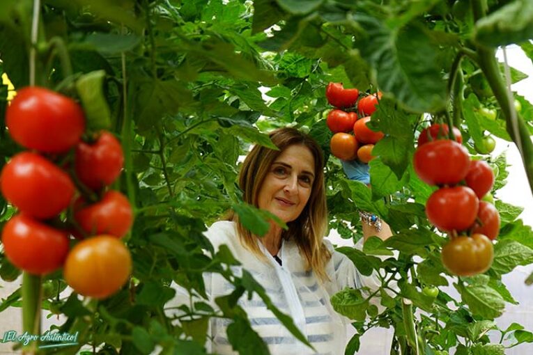Tomate Constelacion es una nueva rama de calibre G de Harmoniz