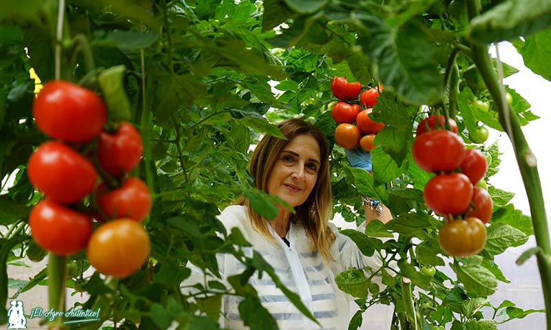 Mª José Flores, directora comercial en el Levante almeriense de Harmoniz, con el tomate Constelacion / agroautentico.com