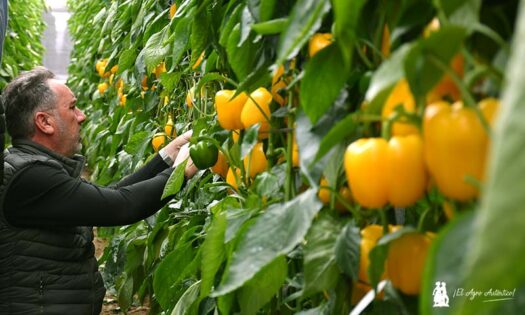 Pimiento Arquímedes de Vilmorin-Mikado / agroautentico.com