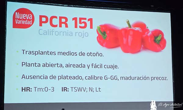 Nuevo pimiento california rojo PCR 151 para ciclo medio en Almería / agroautentico.com