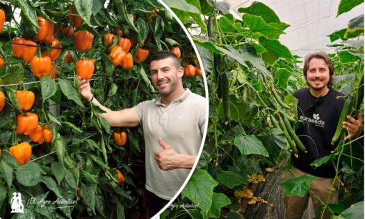 Sur Seeds presenta importantes novedades en california naranja y en pepino Almería / agroautentico.com