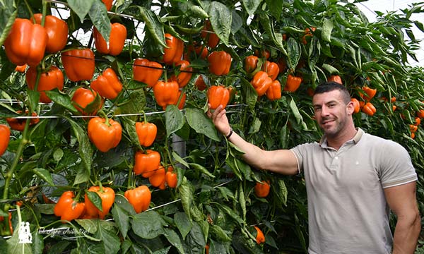 Manuel Estrada con la variedad Fiera, pimiento naranja / agroautentico.com
