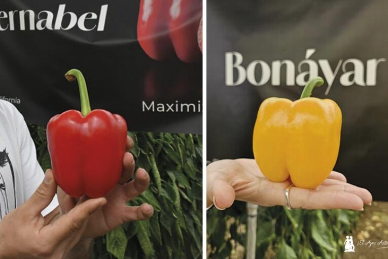Harmoniz celebra su primer evento de pimiento en Almería con Bernabel y Bonayar