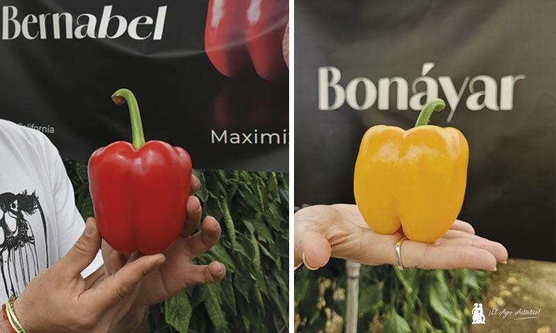Bernabel y Bonayar en las primeras puertas abiertas de Harmoniz, firma resultante tras la fusión de Tomatech y Nirit / agroautentico.com