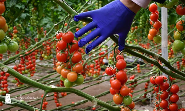 Entrenudo corto del tomate cherry Daivion / agroautentico.com