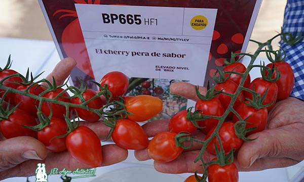 Tomate cherry pera de sabor de Gautier / agroautentico.com