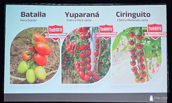 Tomates resistentes al virus del rugoso de Meridiem Seeds / agroautentico.com