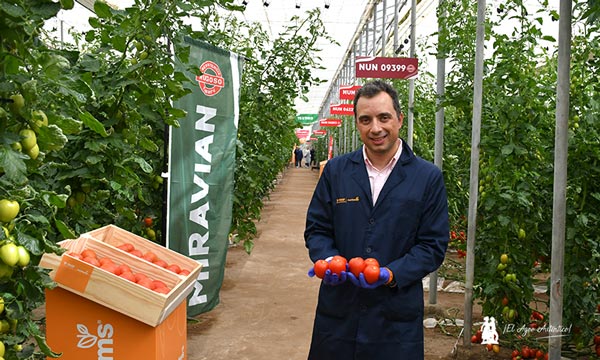 Iván Sierra con el tomate Miravian resistente a rugoso (ToBRFV) / agroautentico.com