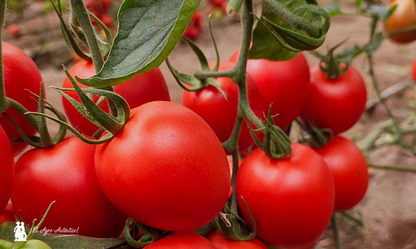 Tomate pera Miravian resistente a rugoso (ToBRFV) / agroautentico.com