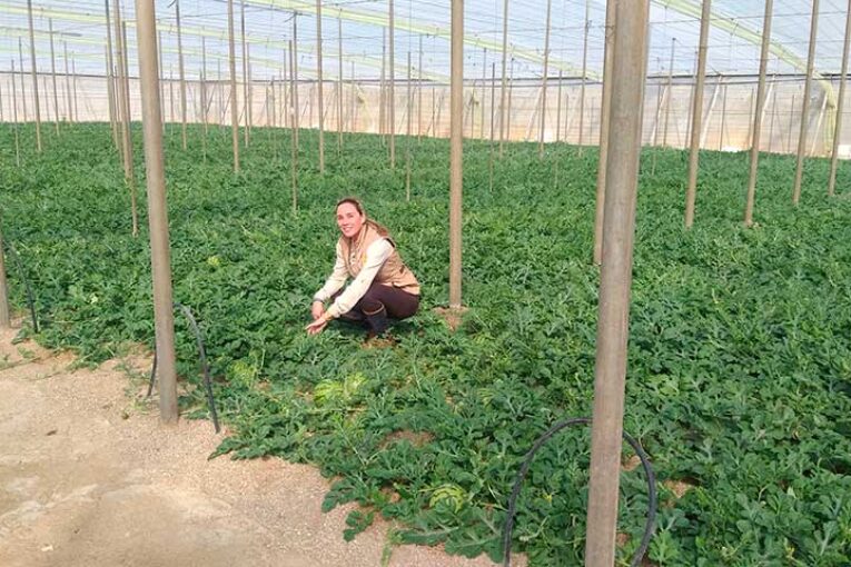 Ecoculture mejora enraizamiento y floración en sandía