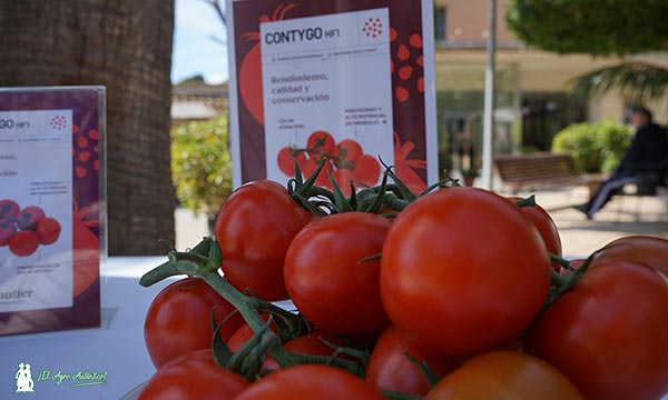 Variedad de tomate Contygo de Gautier Semences / agroautentico.com
