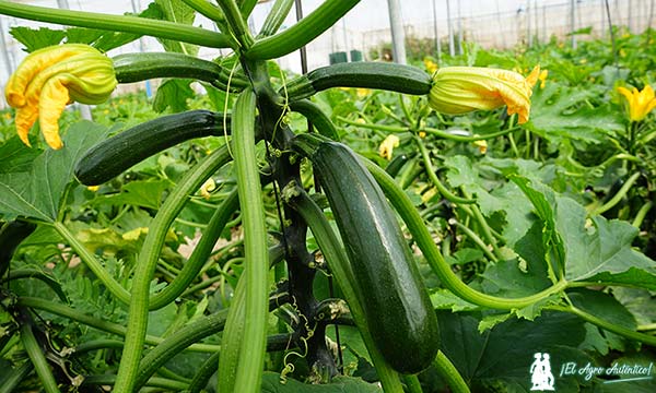 Variedad de calabacín SCVE21-860. Resistencias a Nueva Delhi de Syngenta / agroautentico.com