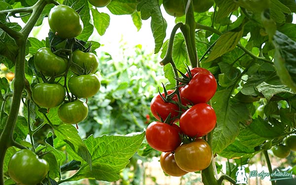 Variedad de tomate Constelacion de Harmoniz / agroautentico.com